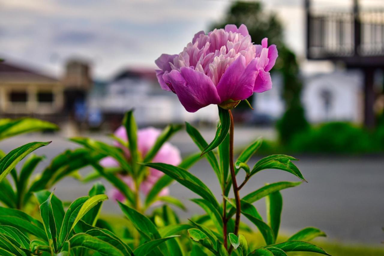 Motel Au Vieux Frontenac セトフォード・マインズ エクステリア 写真